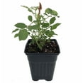 thumbnail image 4 of Teddy Bear Mini Rose Bush - Unusual Russet Color - Fragrant/Hardy - 4" Pot, 4 of 4