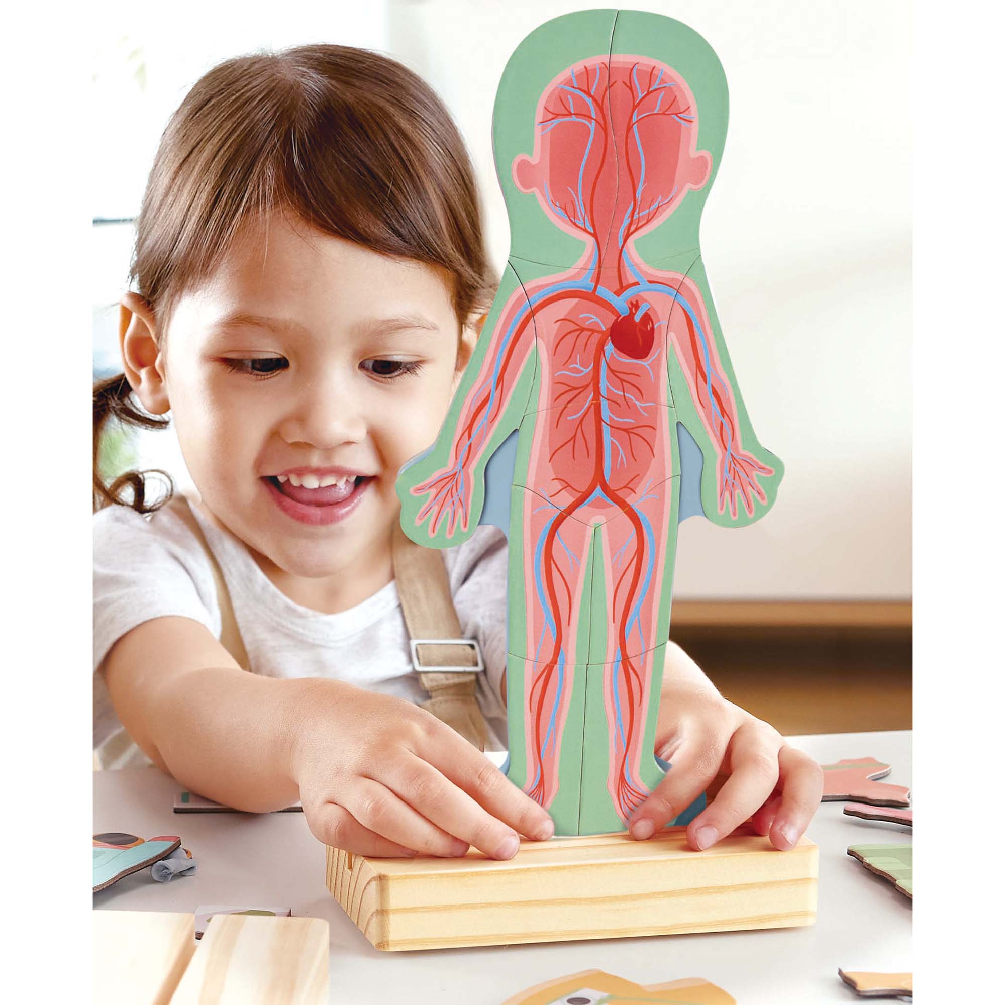 Hape: Human Body Magnetic Puzzle - 68pc - 6 Human Anatomy Cards, Colorful Magnet Jigsaw Pieces, Boy & Girl, Skeleton, Preschool Learning, Kids Ages 3+