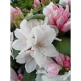 thumbnail image 3 of Rhododendron yak. 'Princess' (Rhododendron) Evergreen, light pink flowers that ages to white, #2 - Size Container, 3 of 4