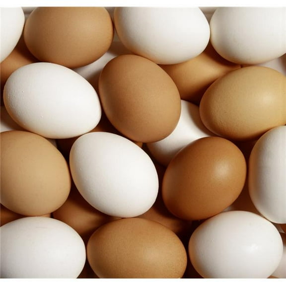 Eggs Poster Print by David Chapman, 14 x 13