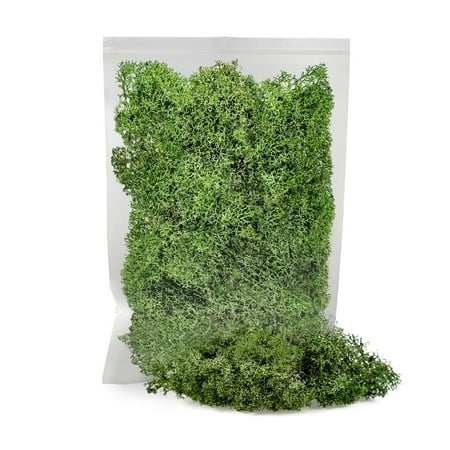 ⭐ Premium Preserved Reindeer Moss for Potted Plants, Terrariums, Fairy Gardens, Arts and Crafts or Floral Decor Design in BASIL GREEN (5 Quart Bag)