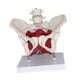 thumbnail image 1 of Modelo de pelvis femenina Modelo de esqueleto femenino Flexible con músculos del suelo pélvico para comunicación de patentes Partera en obstetricia, 1 of 9