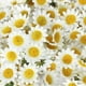 thumbnail image 5 of Bearachild 100 piezas compactas y ligeras Premium Gerbera Margarita flor para decoración del banquete de boda DIY ancho Artesanía Amarillo+100 piezas, 5 of 6