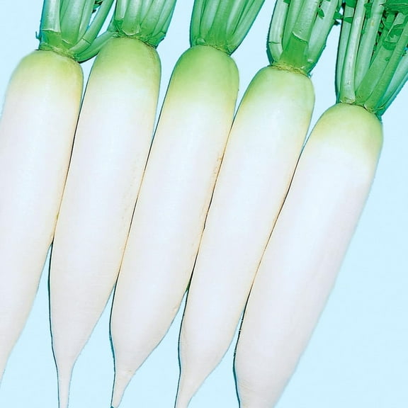 Radish Seeds - White Cannon - Hybrid - 1 g Packet ~45 Seeds - Non-GMO, F1 Hybrid - Vegetable Garden