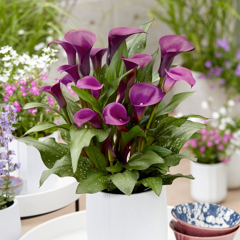 Garden State Bulb Purple Accent Calla Lily Flower Bulbs, 14/16cm, Spring  Planting (Bag of 5) - Walmart.com