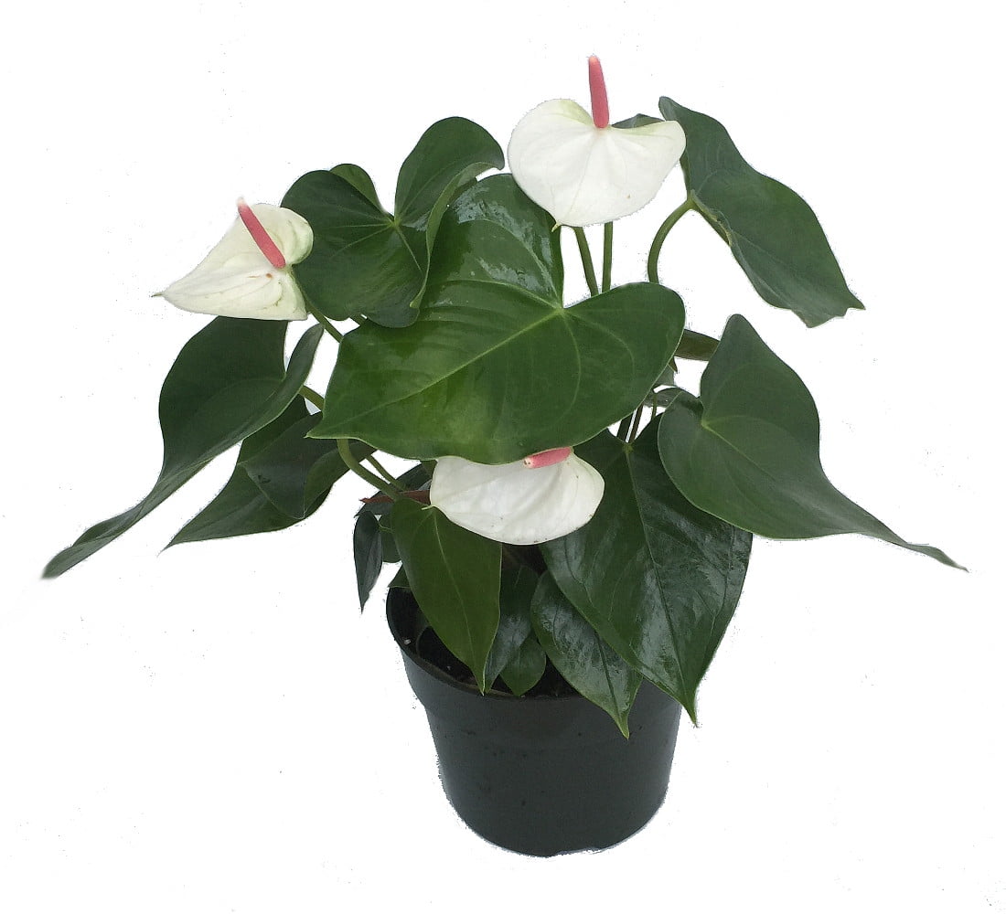 Beauty White Anthurium Plant Easy to Grow Blooming House Plant 6