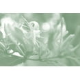 thumbnail image 2 of Chandler, Sharon 24x17 White Modern Wood Framed Museum Art Print Titled - Honeysuckle Summer I, 2 of 4