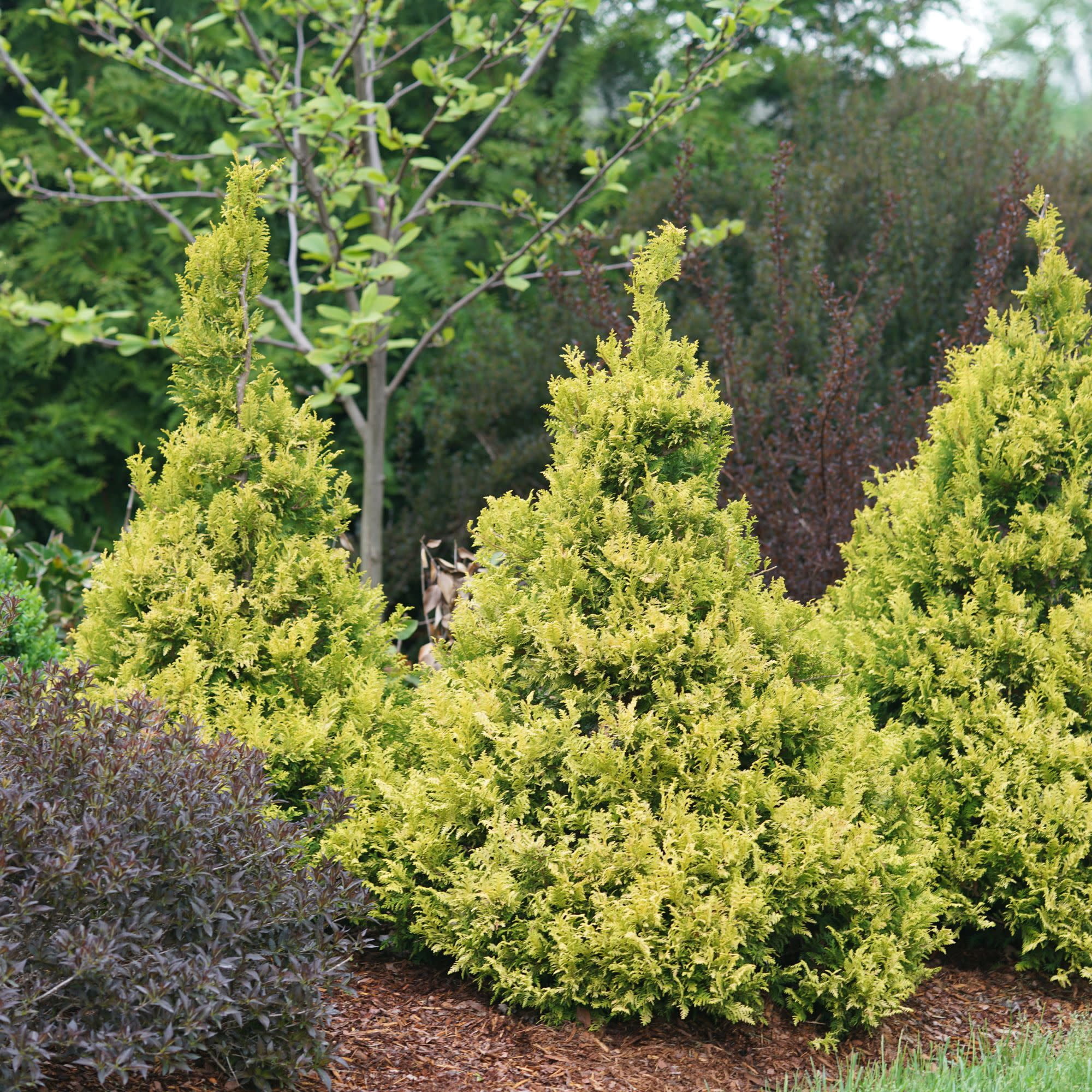 Proven Winners ColorChoice 5" Yellow Soft Serve Gold False Cypress Live Plant in 4.5" Pot (4 Count)