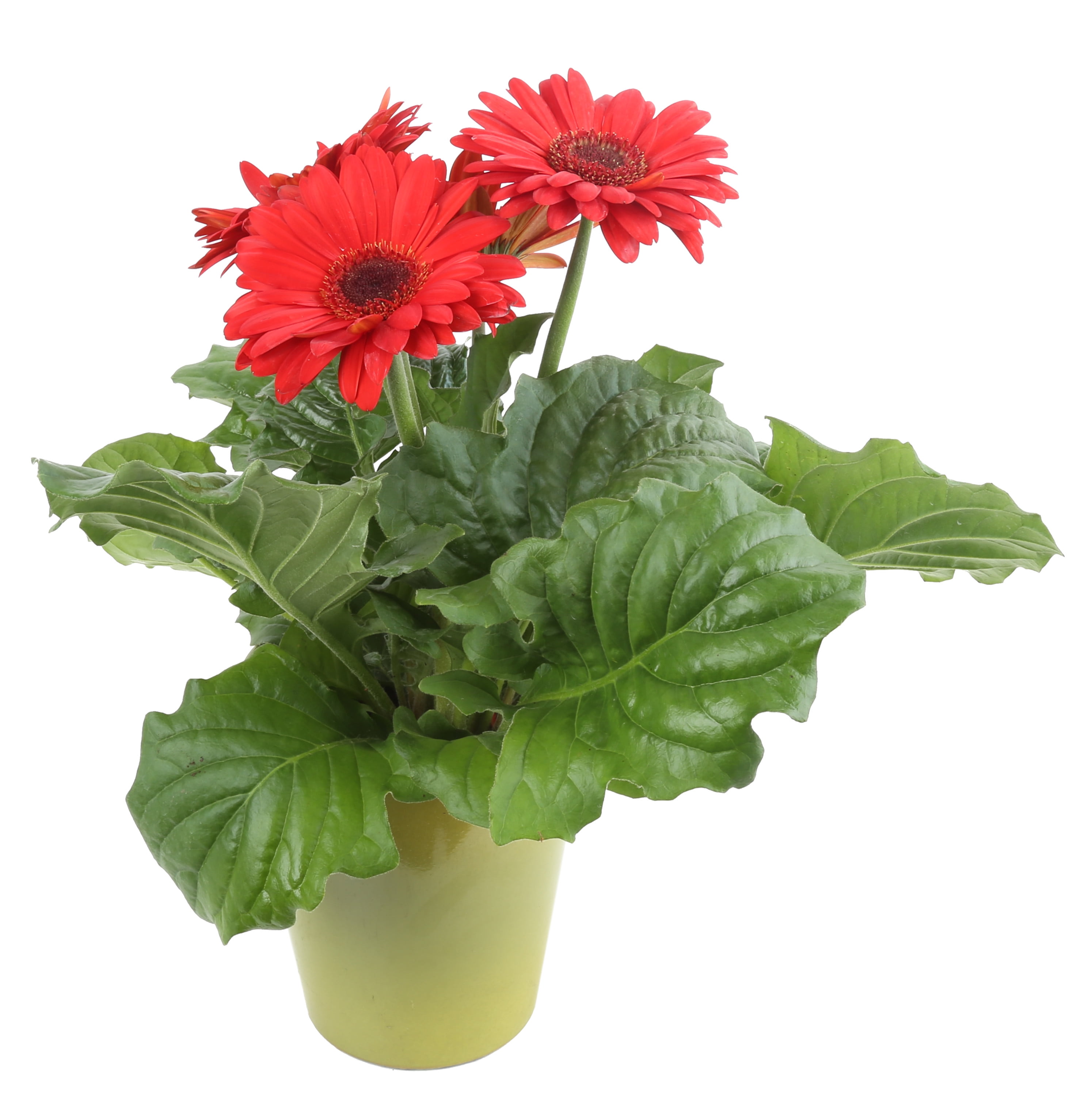 Costa Farms Live Indoor 7in. Tall Assorted Gerbera Daisy; Bright