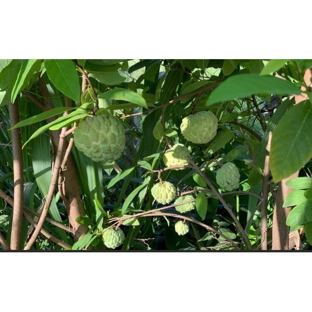 SUGAR APPLE TREE Grafted 1.54 Feet Tall Tropical Tree From Miami