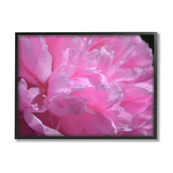 Stupell Industries Pink Carnation Photography Botanical & Floral Photography Black Framed Art Print Wall Art, 14 x 11