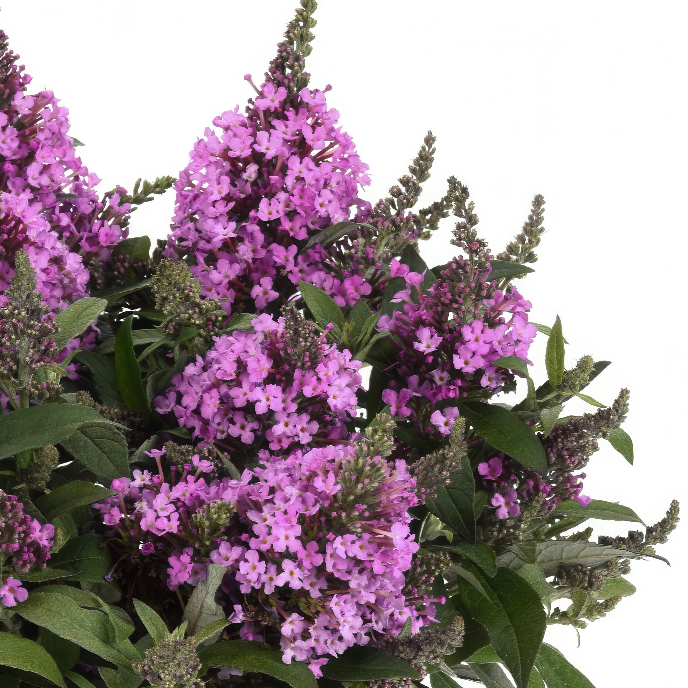 3.25 in. Buddleia Chrysalis Dwarf Butterfly Pink Live Shrub with Pink Flowers (3-Pack)