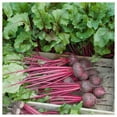 thumbnail image 5 of Everwilde Farms - 200 Early Wonder Beet Seeds - Gold Vault Jumbo Bulk Seed Packet, 5 of 5