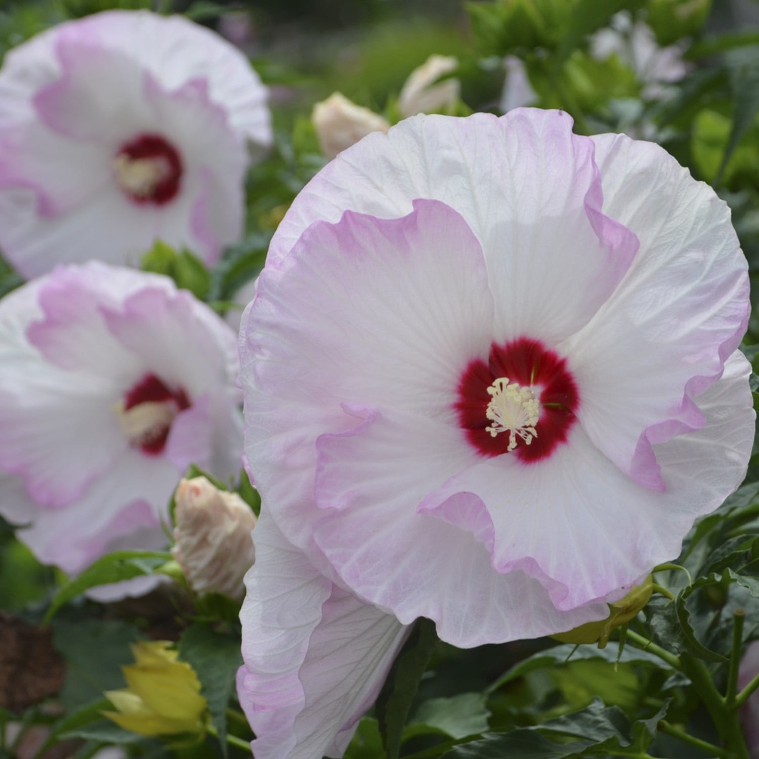 Proven Winners 18" White Summerific 'Ballet Slippers' Rose Mallow Live Plant in 8.88" Pot