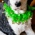 thumbnail image 5 of Midlee St. Patrick's Day Shamrock Decorative Dog Collar (Small), 5 of 7
