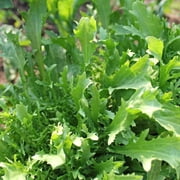 210 Seeds Mizuna Japanese Mustard Seeds – Crisp & Mild Asian Greens – Perfect for Salads and Soups - Non GMO Heirloom Greens – Easy to Grow