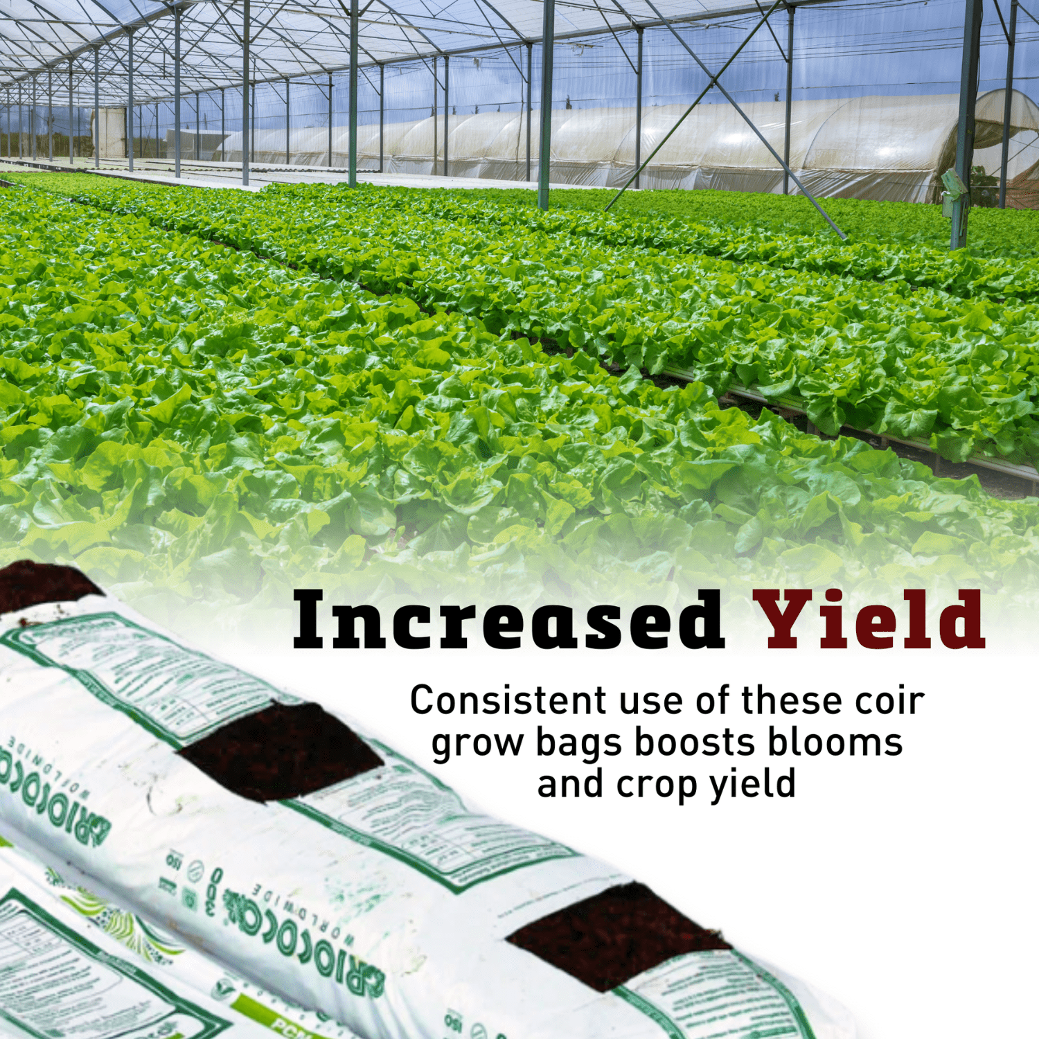 Harris Seeds - 15 Liter Coir Grow Slabs - Hydroponic White with Green Writing - 5 Pieces