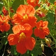 thumbnail image 2 of Outsidepride Nasturtium Orange - 400 Seeds, 2 of 2