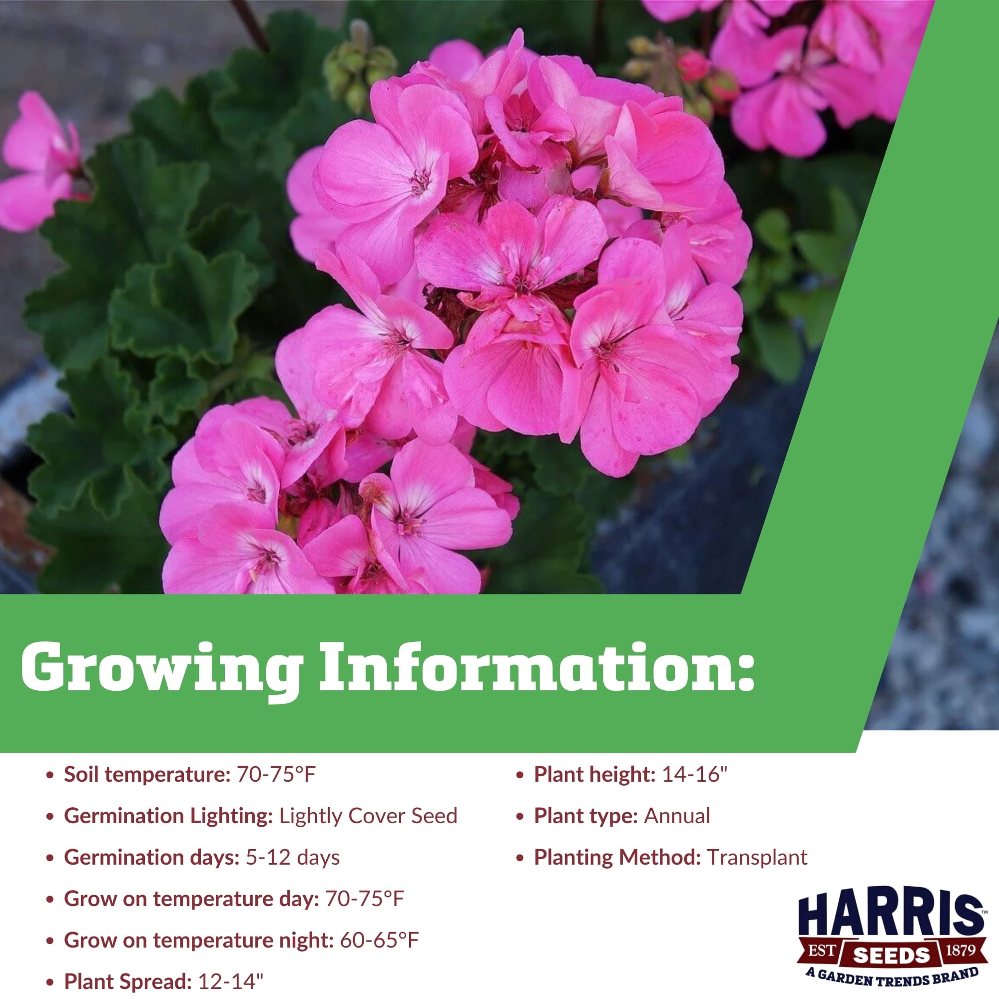 Harris Seeds - Geranium Maverick Pink F1 Seeds - Large Blooms - 100 Seeds