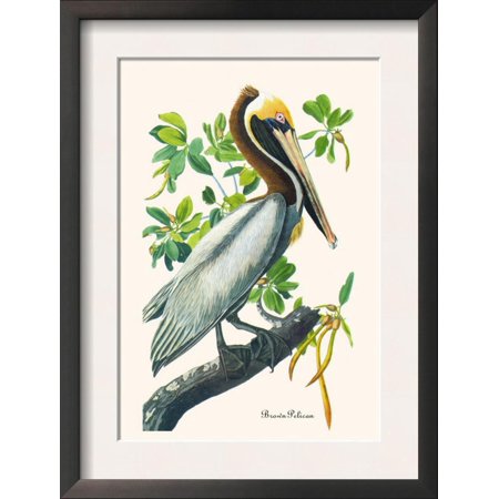 - Brown Pelican Framed Art Print Wall Art By John James Audubon - 14x18.5