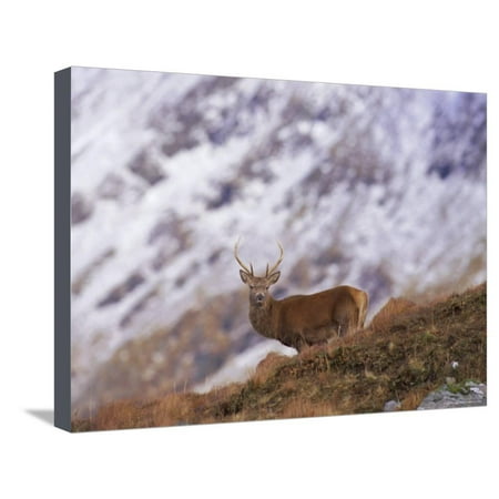 Red Deer Stag in the Highlands in February, Highland Region, Scotland, UK, Europe Stretched Canvas Print Wall Art By David