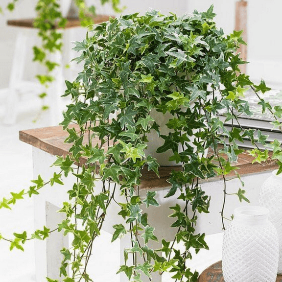 English Ivy Plant Live, Trailing Indoor Houseplant, Air Purifying, 4 Inch Pot, Green Ivy Plants for Hanging Basket