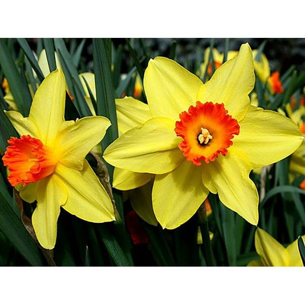 Red Devon Daffodil 20 Bulbs - DEER & RODENT RESISTANT - 14/16 cm Bulbs - Walmart.com - Walmart.com