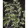 thumbnail image 2 of Bailey, Ann 15x18 Black Ornate Wood Framed with Double Matting Museum Art Print Titled - Botanical Newspaper 2, 2 of 4