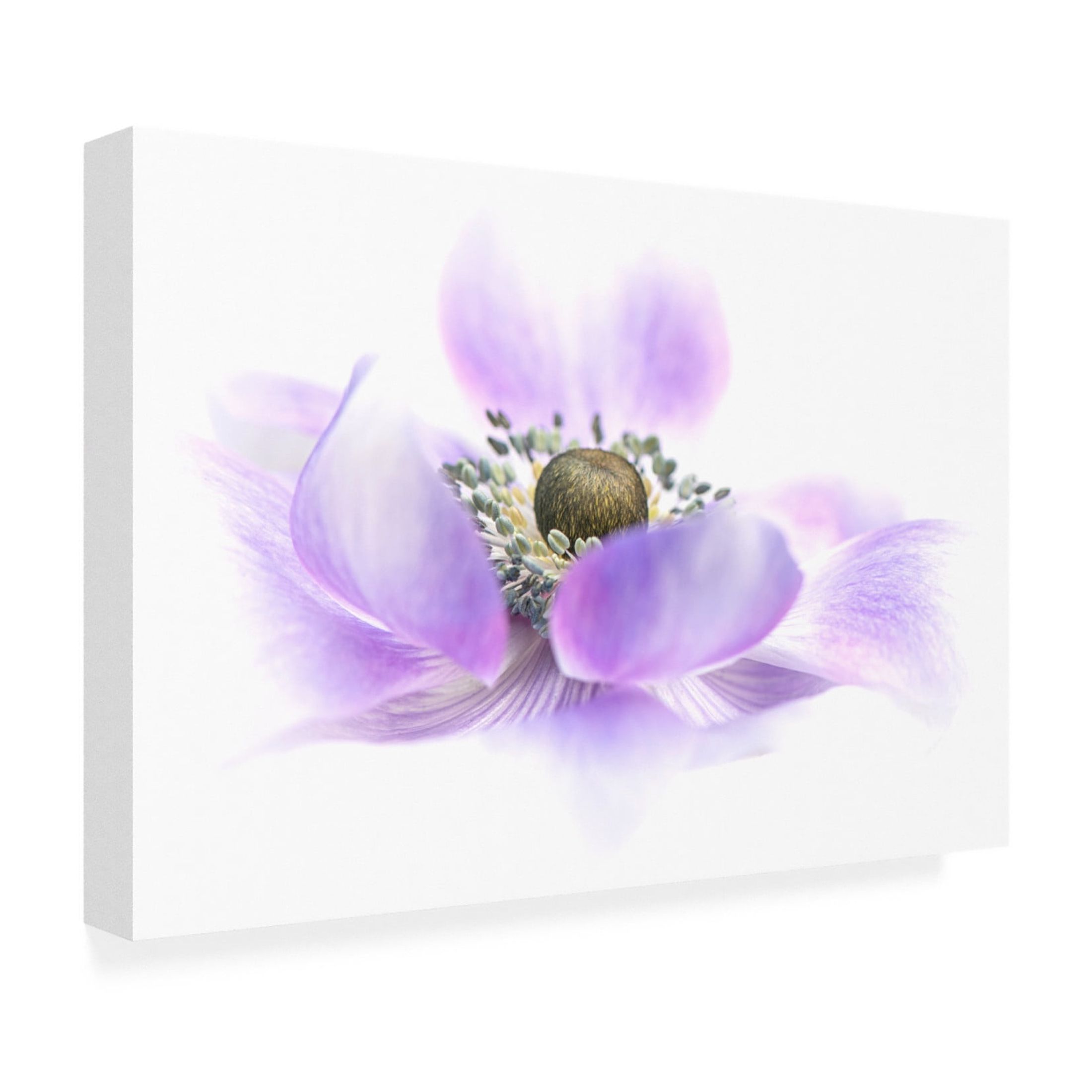 Canvas Wall Art - Jacky Parker 'Voile' Wall Art for Living Room, Bedroom, or Office Décor by Trademark Fine Art - 24 x 16 Inches