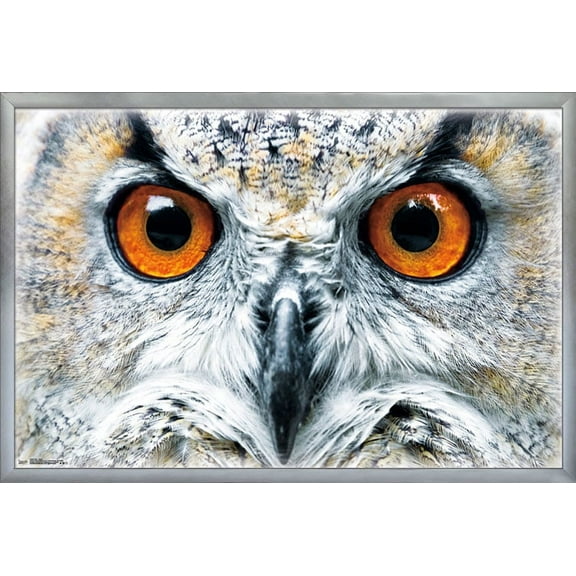 Owl - Close Wall Poster, 22.375" x 34", Framed