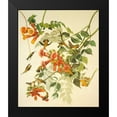 thumbnail image 2 of Audubon, John James 15x17 Black Modern Framed Museum Art Print Titled - Ruby-Throated Hummingbird, 2 of 5