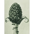 thumbnail image 2 of Blossfeldt, Karl 15x18 Gold Ornate Wood Framed with Double Matting Museum Art Print Titled - Petasites Officinalis (Butterbur), 2 of 4