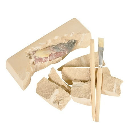 DINOSAUR TEETH EXCAVATION KIT, Case of 24