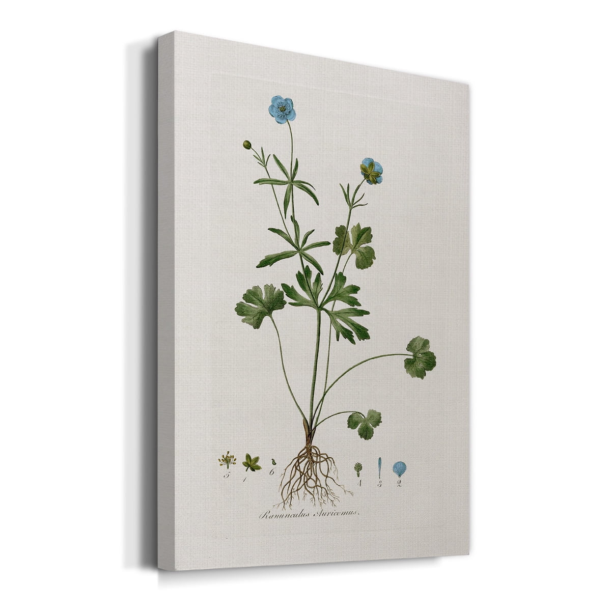Buttercup Study Premium Gallery Wrapped Canvas - Ready to Hang