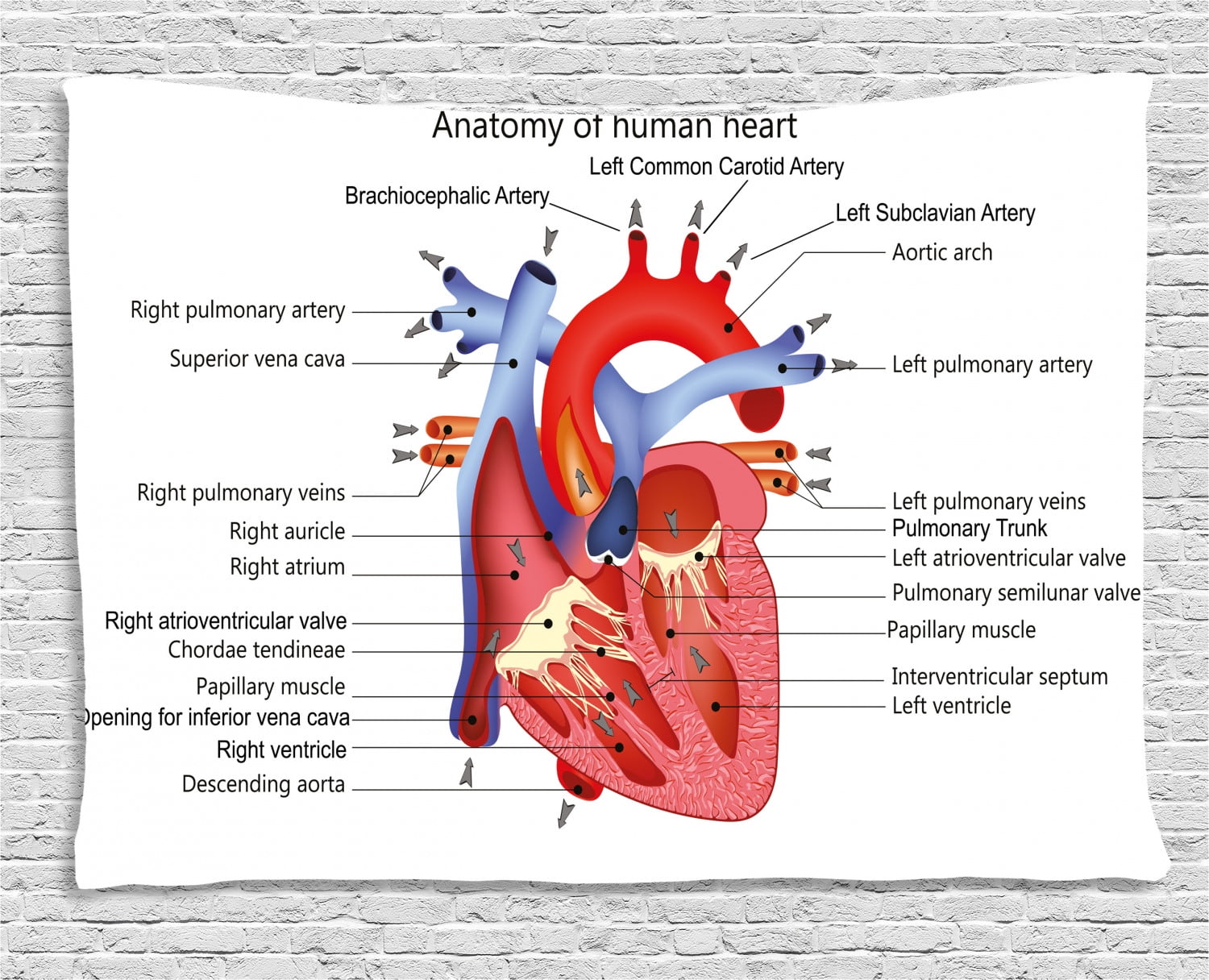 Educational Tapestry, Medical Structure of the Hearts Human Body