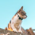 thumbnail image 4 of Weiweiguan 1 Pce Collier de Noël pour Animaux Design Classique Nœud Papillon Collier Décoratif pour Chat, 4 of 6