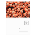 thumbnail image 1 of Fresh Vagetable Carrots Picture Photography Postcard Set Birthday Mailing Thanks Greeting Card, 1 of 3
