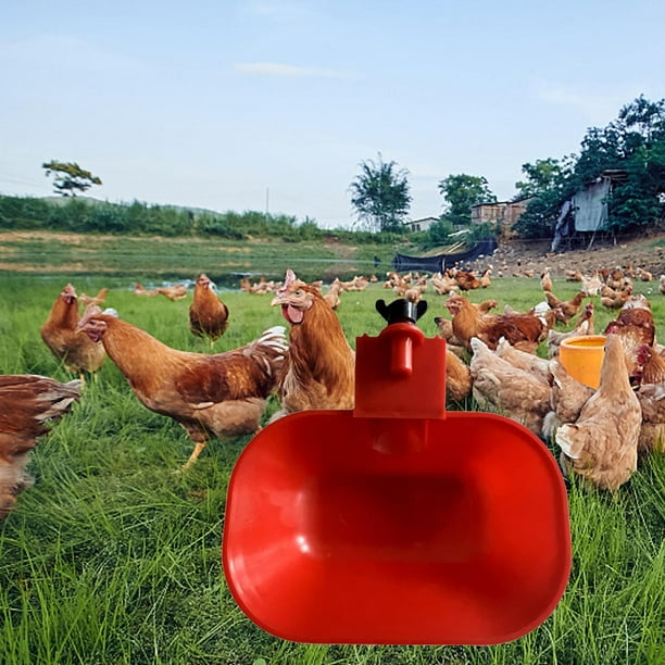 Taza automática de agua para pollos de 3/8 pulgadas, tazón para beber para aves de corral, taza para alimentador de pollos, tazón para agua para Fernando cuenco para beber