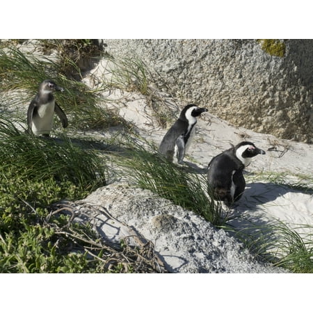 African Penguin Spheniscus Demersus At Boulders Beach Simons African Penguin Spheniscus Demersus