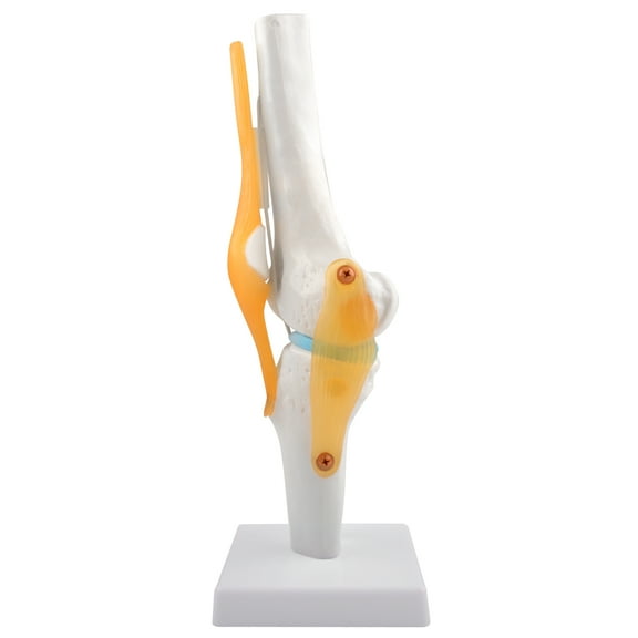 Eztrain Human Knee Joint Model with Ligaments, Flexible 1:1 Scientific Life Size