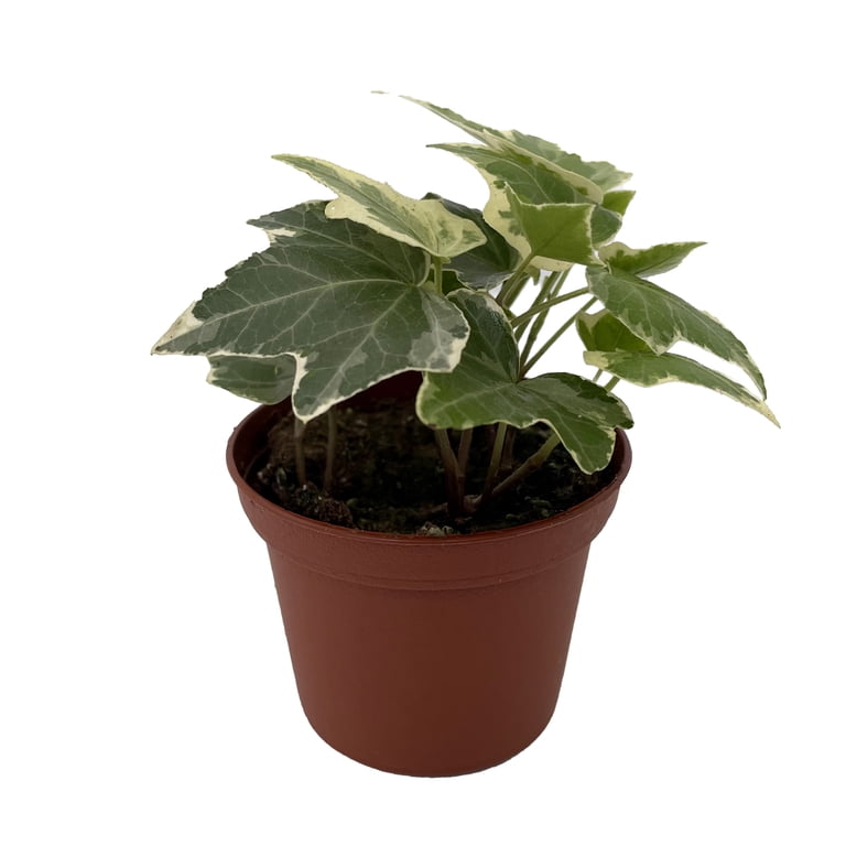hanging baskets for plants outdoor hanging-basket-planter-choose-your-style