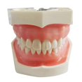 thumbnail image 1 of Modelo de dientes para implantes dentales Estudio didáctico Modelo estándar con dientes extraíbles, 1 of 5