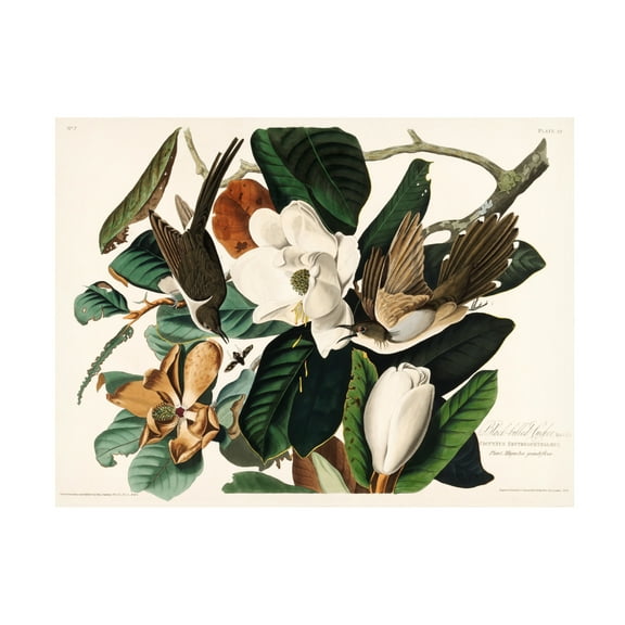 Trademark Fine Art Pictufy Black Billed Cuckoo From Birds of America 1827 Canvas Wall Art