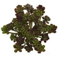 thumbnail image 3 of Nearly Natural 7” Sedum Succulent Artificial Plant (Set of 8), 3 of 3