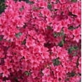 thumbnail image 3 of Judge Solomon Azalea - Rhododendron indica 'Judge Solomon', 3 of 3