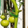 thumbnail image 4 of Attaches Ajustables Réutilisables pour Plantes - Sangles de Jardin en Nylon 1 cm x 2 m avec Adhérence Double Face, Attaches Antidérapantes Résistantes aux Intempéries pour Fixer les Vignes, Branches, Tomates et la Gestion des Câbles, Lot de 2 Rouleaux, 4 of 7