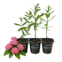 Pink Milkweed Plant - 3 Live Starter Plants - Asclepias Incarnata - Perennial Florida-Native Wildflower Evergreen