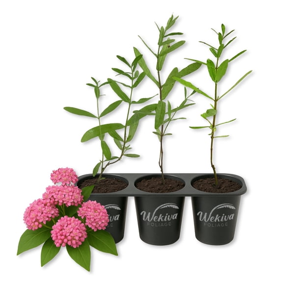 Pink Milkweed Plant - 3 Live Starter Plants - Asclepias Incarnata - Perennial Florida-Native Wildflower Evergreen