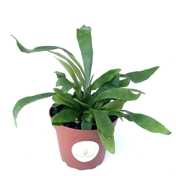 Staghorn Fern Platycerium Bifurcatum 'Netherlands' Rooted Potted Fern Houseplant
