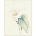 thumbnail image 2 of Hargittai, Paul 20x24 Gold Ornate Wood Framed with Double Matting Museum Art Print Titled - Calla Lily II, 2 of 4